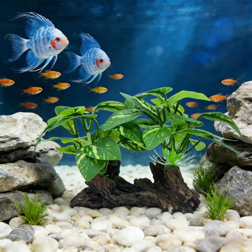 Aquarium Driftwood, Natural Fish Tank Decor for Betta, Reptile Hideout & Terrarium Ornament, Type-C - size: Type-C