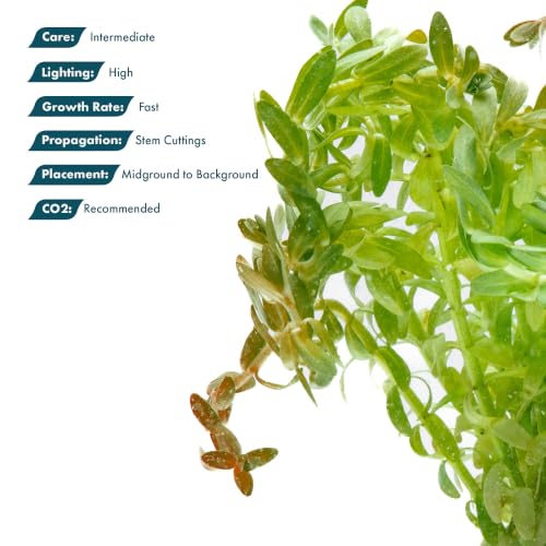 SubstrateSource Live Plants – Water Hedge (Didiplis Diandra) – High Light, Green with Red Tips, Midground to Background Accent – Lead Bunch, 1 Pack - color: Didiplis Diandra, size: Lead Bunch - 1 Pack