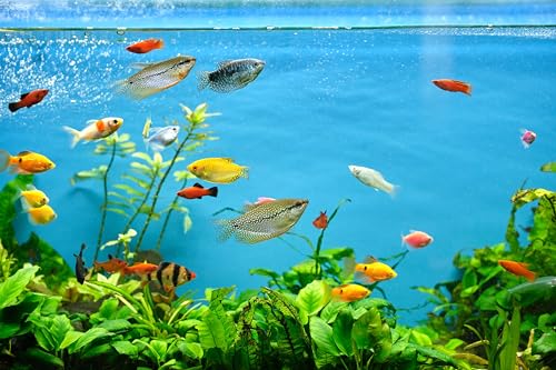 10x8ft Fish Tank Backdrop Aquarium Underwater Grass Leaves Aquatic Plant River Bed Lake Fish Background Diving Holiday Fishing Party Decoration Photo Props Wallpaper - size: 10x8FT