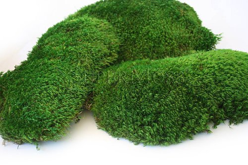 Super Moss Mood Moss Preserved Natural Green 1200cuin, Fresh Green, 200 in3 Bag (Appx. 8oz) (21539) (Pack of 2) - color: Fresh Green, size: 8 Ounce (Pack of 2)
