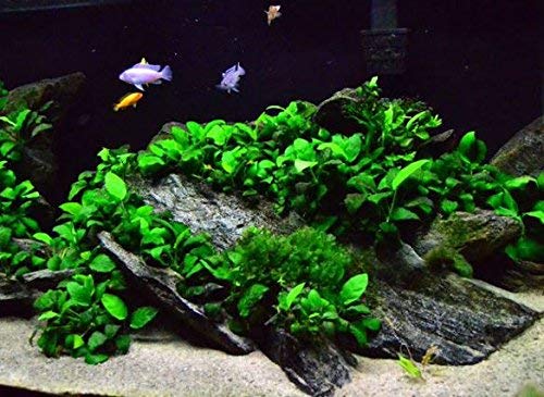 (1 Pack) Anubias Nana Petite on Nano Driftwood Freshwater Live Aquarium Plants Decorations by Mainam