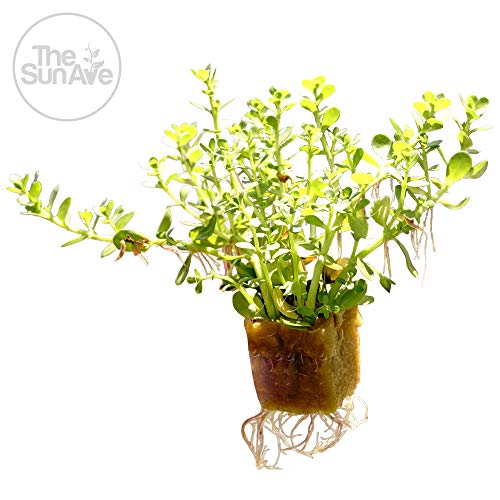 1. Bacopa Monnieri Easy Freshwater Live Aquarium Plant with Roots (7+ Stems)