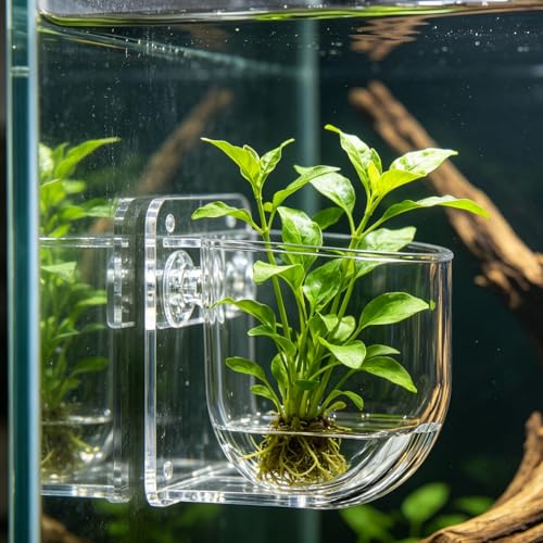 Naroote Suction Cup Aquarium Planter Transparent Acrylic Plant Holder 48x49 mm with Wide Sloped Openings for Fish Tank Shrimp Fry Xmas Moss (Large Size)