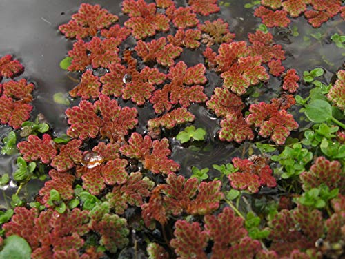 20 Small RED Floating Plants Instantly Beautify Surface of Aquarium or Pond (complementing Moss Java Fern Anubias) Great for Betta Guppy Cherry Shrimp! BUY2GET1FREE !