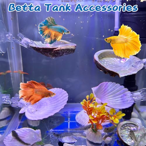VCEPJH Betta Resting Spot 4 Pcs Shell Bed Toys for Aquarium Betta Hammock with Suction Cups Small Fish Natural Spawning Grounds Breeding Fish Tank Accessories Decorations - color: 2 Pcs Scallops + 2 Pcs Oysters