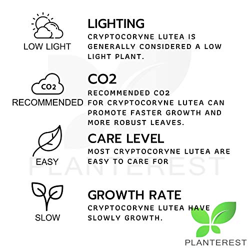Cryptocoryne Lutea Potted Tropical Easy Live Aquarium Plants Decorations for Fish Tank BUY2GET1FREE Underwater Gardening Green Aquascape