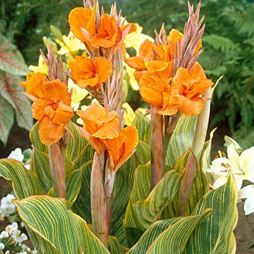 Canna ‘Pretoria’, a Great Live Pond Plant for Your Water Garden. Filters koi and Goldfish Pond. Good for Bogs, Plant Shelf or Shallow Water This marginal Aquatic is a Real Beauty - color: Canna 'Pretoria'