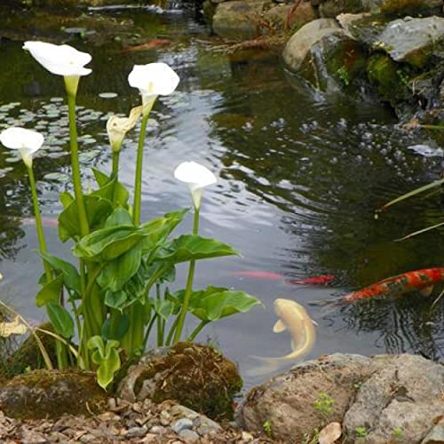 Calla Lily, a Great Live Pond Plant for Your Water Garden. Filters koi and Goldfish Ponds. Good for Bogs, Plant Shelf or Shallow Water This marginal Aquatic is a Real Beauty - color: Calla Lily