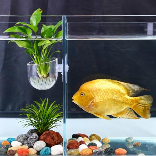 1Pcs Acrylic Transparent Aquatic Plant Cup with Suction Holder Mini Fish Tank Worm Feeder Aquarium Decoration Tool (Large,4.7 * 6.6 * 5cm) - color: Large,4.7*6.6*5cm