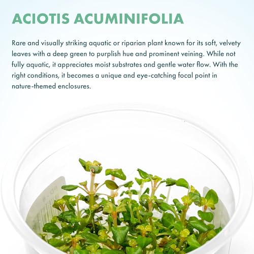 Live Plant - Aciotis acuminifolia - Slow-Growing Midground Red Accent Plant for Aquascaping, Snail-Free in Vitro Aquarium Stem Plant - Tissue Culture