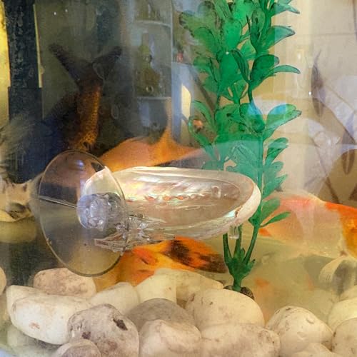 Natural Seashell Aquarium Decor with Suction Cups Fish Tank Hideaway for Betta, Shrimp, Cichlids, Safe Ornament for Freshwater & Saltwater Tanks