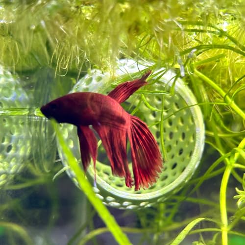 CTWPets Natural Betta Bulb Hide | Betta Rest Fish Tank Ornament | Aquarium Cave with Suction Cup for Small Fish Tank, Betta Habitat, Shrimp Hideout, Aquatic Decor (Forest Green) - color: Forest Green