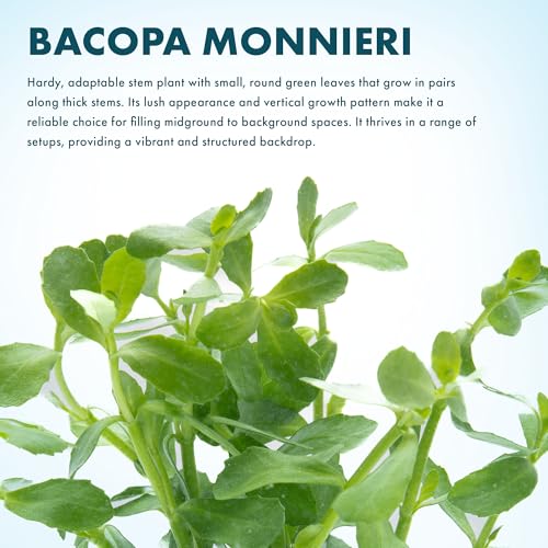 SubstrateSource Live Aquarium Stem Plants - Freshwater Aquatic Plant for Fish Tanks, Aquascaping - (Moneywort Bacopa Monnieri, 1 Bunch) - color: Bacopa Monnieri, size: Lead Bunch - 1 Pack