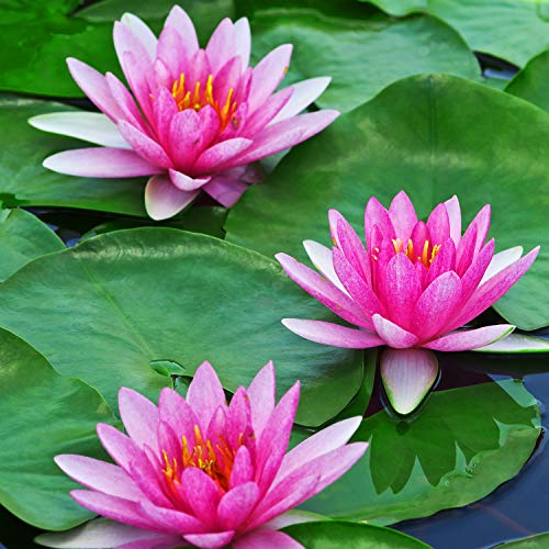WILLBOND 12 Pack Artificial Lily Pads Floating for Pond, 4 Sizes Lily Pad Fake Lotus Leaves Fish Decorations, Realistic Foam Water Plants for Koi Aquarium Fish Tank Pool Landscape Garden Decor