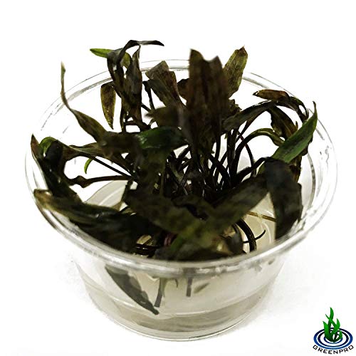 Cryptocoryne Nurii Nano Mini Tissue Culture Freshwater Live Aquarium Plants Decoration