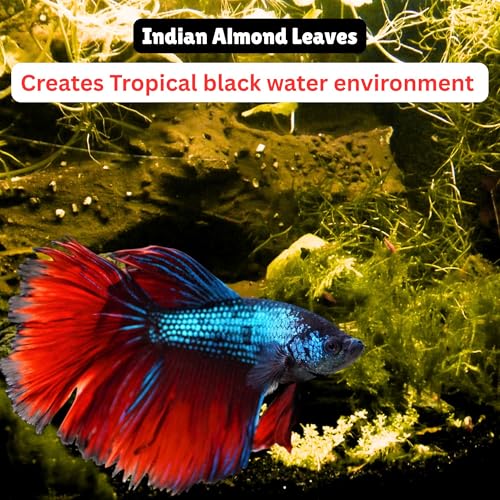 80 Pcs Dried Catappa Indian Almond Ketapang Leaves, Betta Fin Rot Treatment, 4” Betta Fish Tank Accessories, Leaf Litter for Goldfish, Guppy,Frogs,Tetras - Supports Breeding