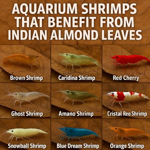 Premium Catappa Leaves for Shrimp Tanks – 10 Indian Almond Leaves (6-7") for Neocaridina, Cherry, Amano & Ghost Shrimp, Snails, Crayfish, Biofilm Grazing & Blackwater Aquariums