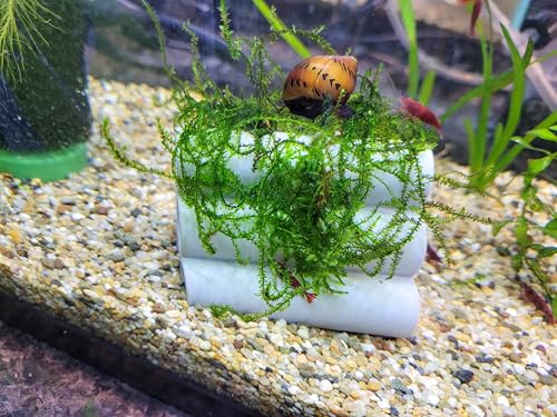 Aquarium Shrimp and Fish Habitat Tubes - Shelter Accessories (Clear)