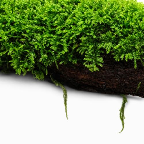 Aquarium Moss On Driftwood - Live Aquarium Plant - Freshwater - Low Light - size: Extra Small 2-4 Inches