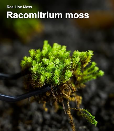 Live Moss 4-Pack (Each 3.5"x7") – Real Mixed Moss for Terrariums, Reptile Habitats, Fairy Gardens & Potted Plants – 4 Random Varieties, Easy to Revive, Natural Green Decor
