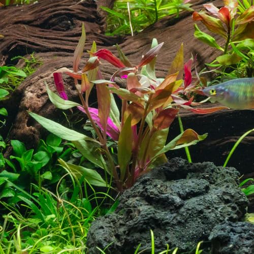 SubstrateSource Live Plants - Purple Scarlet Temple (Alternanthera lilacina) - Moderate to High Light Reddish Purple Stem Plant for Midground to Background Aquascapes - Tissue Culture Cup - color: Alternanthera Reineckii Lilacina Red Stem