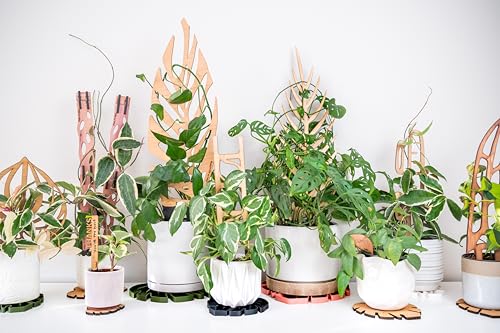 Treleaf Zella Grande Extension Kit - Wooden Extendable Plant Trellis (2 Extensions) for Indoor Climbing Houseplants - Modular Plant Support - size: Grande - Extension Kit