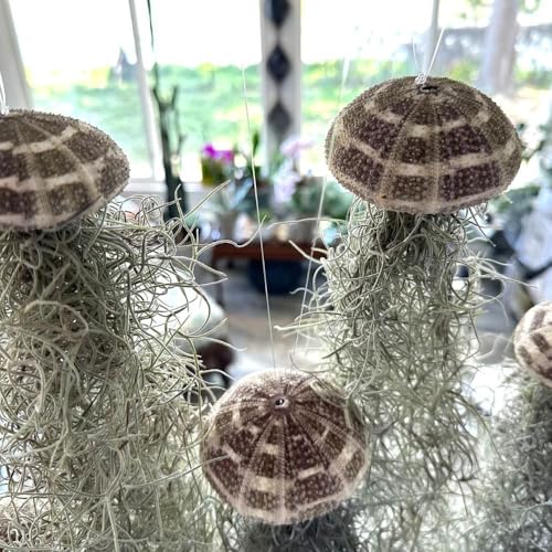 Jellyfish Spanish Moss Live Hanging Tillandsia Air Plant Ornament in Alfonso Sea Urchin Shell Home Decor, Unique Gift, Beach Housewarming Present, Wedding Party Favor or Table Place Card Holder - size: Large Alfonso Urchin