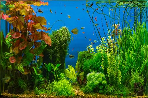 12x8ft Fish Tank Backdrop Aquarium Underwater Grass Leaves Aquatic Plant River Bed Lake Fish Background Diving Holiday Fishing Party Decoration Photo Props Wallpaper - size: 12x8FT