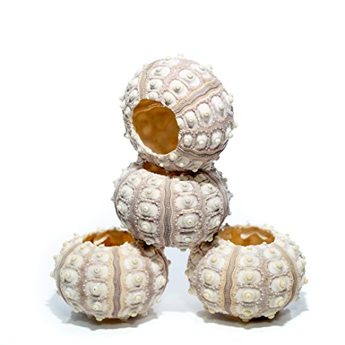 Nautical Crush Trading Sea Urchins Shells for Air Plants - 4 Purple Sputnik (1.5-3") Sea Urchin Shells - Hanging Air Plant Holder - Air Plants Live Holders - Air Plant Pot - No Plants Included - size: 4 Pack