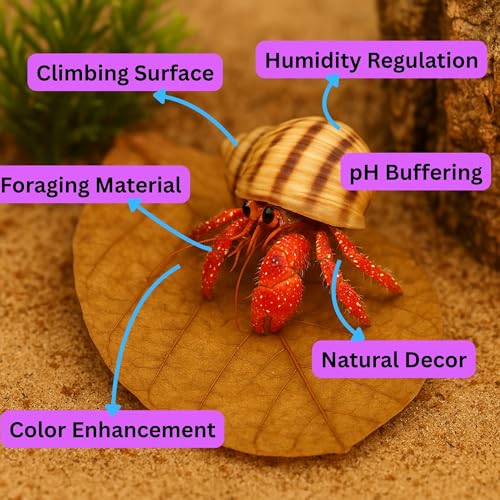 Hermit Crab Tank Accessories Indian Almond Leaves 6 Inch – Pack of 10 Natural Catappa Leaves for Aquarium & Reptile Tanks – Safe for Betta Fish, Shrimp, Snails & Amphibians