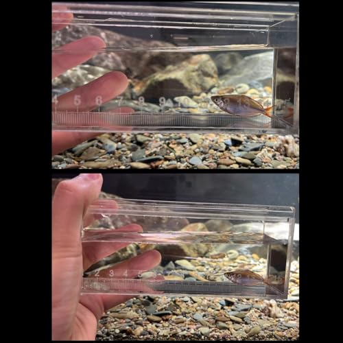 Acrylic Fish Viewing Box Multifunctional Breeding Case for Aquarium and Hatchery with Clear Scale - color: small S