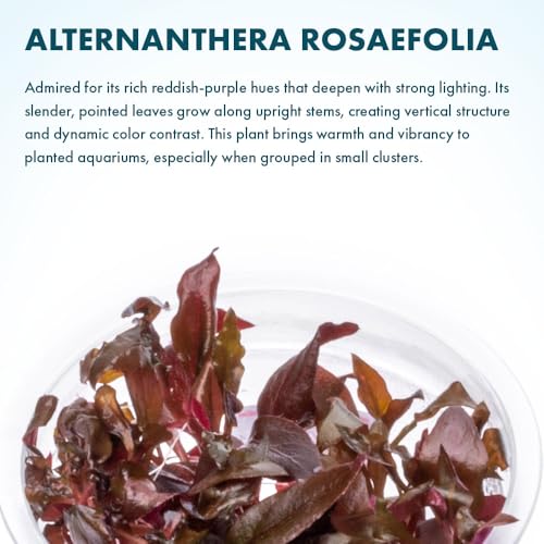SubstrateSource Live Plant - Alternanthera Reineckii Rosaefolia Live Aquarium Plant Tissue Culture Aquatic Stem - 100% Snail Free in Vitro Cup (AR Rosaefolia) - color: Alternanthera Reineckii Rosaefolia