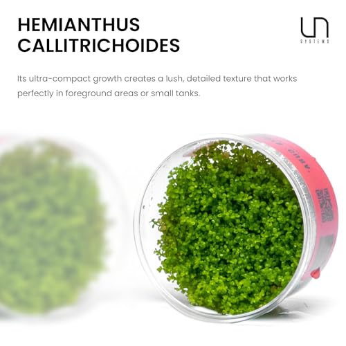 Ultum Nature Systems Dwarf Baby Tears Hemianthus Callitrichoides Cuba Tissue Culture Live Plant for Aquarium, Aquascape, Planted Freshwater Fish Tanks - 100% Snail Free in Vitro - color: Dwarf Baby Tears Hemianthus Callitrichoides Cuba