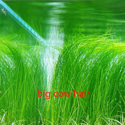 5 Bags Aquarium Plant S.e.e.ds, not Artificial Plastic Plant, Fish Tank Live Grass for All Substrate yjl133sz