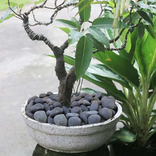 Black River Rocks for Landscaping, 2-3 Inch Natural River Rocks for Garden Beds, Potted Plants, Fish Tanks, DIY Pathway and Backyard Accent, Stones for Crafts, Walkways,(20lbs Bulk) - color: Natural Black, size: 2-3 Inch(20LB)