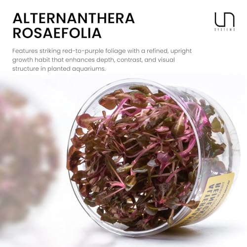 Ultum Nature Systems Alternanthera Reineckii Rosaefolia Red Stem Tissue Culture Live Plant for Aquarium, Aquascape, Freshwater Fish Tanks - 100% Snail Free in Vitro - color: Alternanthera Reineckii Rosaefolia Red
