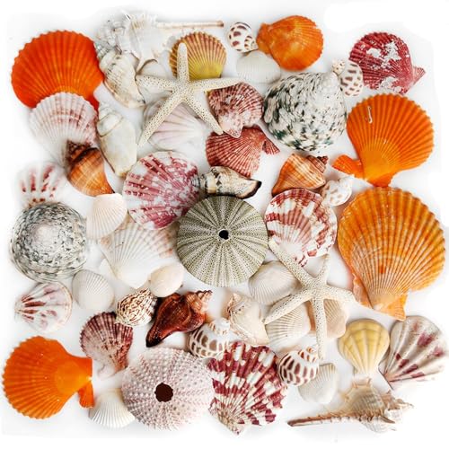 Natural Sea Shells Mixed -15 Kinds of Natural Seashells,Each 2 Kinds Starfish & Urchins for Aquarium Fish Tank,DIY Arts Crafts Project,Beach Theme Home Wedding Party Decor,Vase Fillers,1~3.5" - color: Mixed Color