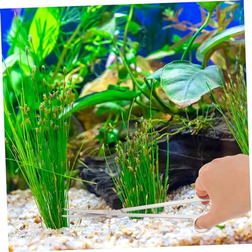 UPKOCH 1 Set Tools Aquarium Tweezers Water Plants Scissors for Precise Aquatic Plant Maintenance Ergonomic Design for Comfortable Use