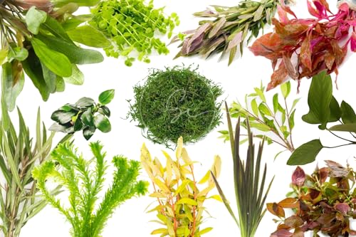 Swimming Creatures™ Java Moss (25 sq inch Portion) & 8 Species Live Aquarium Plant Pack – Freshwater Aquarium Plants
