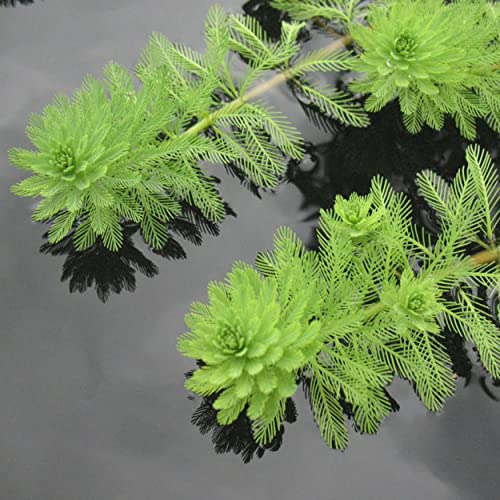 Chalily Parrot’s Feather, a Great Live Pond Plant for Your Water Garden. Filters The koi and Goldfish Pond. Good for Bogs, Plant Shelf or Shallow Water This marginal Aquatic is a Real Beauty - color: Parrot's Feather