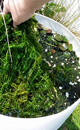 3 Bundles Anacharis Egeria Densa Elodea Live Aquarium Plants Freshwater Pond Aquatic Water Plant Decorations by Greenpro