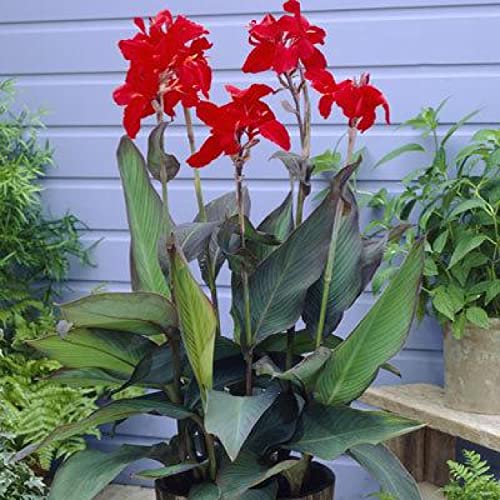 Canna 'Black Knight', a Great Live Pond Plant for Your Water Garden. Filters koi and Goldfish Ponds. Good for Bogs, Plant Shelf or Shallow Water This marginal Aquatic is a Real Beauty - color: Canna 'Black Knight'