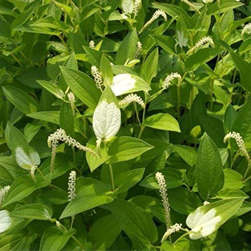 Chalily Chinese Lizard's Tail, a Great Live Pond Plant for Your Water Garden. Filters The koi and Goldfish Pond. Good for Bogs, Plant Shelf or Shallow Water This marginal Aquatic is a Real Beauty - color: Chinese Lizard's Tail