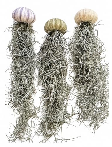 Jellyfish Spanish Moss Air Plant - Live Plant - Hanging Sea Urchin (Set of 3 Small Urchins) - size: Set of 3 Small Urchins