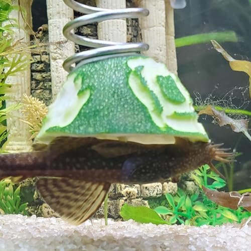 Fish Tank Aquarium Vegetarian Feeder with Suction Cup | Stainless Steel Sinking/Hanging/Benthic Fish Feeder for Loach, Malawi Cichlid, Snail - with Recycling Line