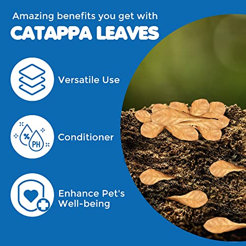 SunGrow 100 Pcs Mini Catappa Indian Almond Leaves for Betta Fish Aquarium, Shrimp, Frogs, Improves Habitat, Gives Tea Color, Helps in Lowering Aquarium Water pH, Improves Immunity