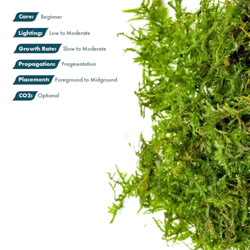 SubstrateSource Christmas Moss Live Aquarium Plant - Freshwater Fish Tank Decorations for Natural Aquatic Décor (Golf Ball) - color: Christmas - Golf Ball, size: 1 Pack