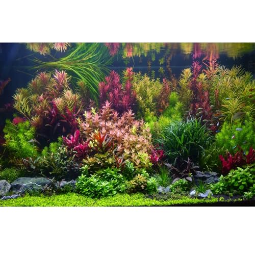 Aquarium Background Various Vivid Fresh Underwater Aquatic Plant Fish Tank Aquarium Backdrop Stone River Bed and Lake Fish Terrarium Background Decor Vinyl 24x12in - color: Purple Green, size: 24(W)x12(H)inches/ 60(W)*30cm(H)