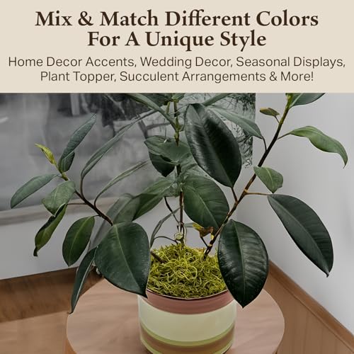 Preserved Spanish Moss - Decorative Dried Moss for Crafts, Home Decor, Art, Design & DIY Projects - for Indoor Use - Chartreuse - Small Size - color: Chartreuse, size: Small