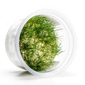 SubstrateSource Live Aquarium Plant - Eleocharis parvula - Snail Free in-Vitro Easy Care Freshwater Aquatic Plants for Aquascaping, Med - High Light, Fast Growth - Tissue Culture - color: Eleocharis parvula